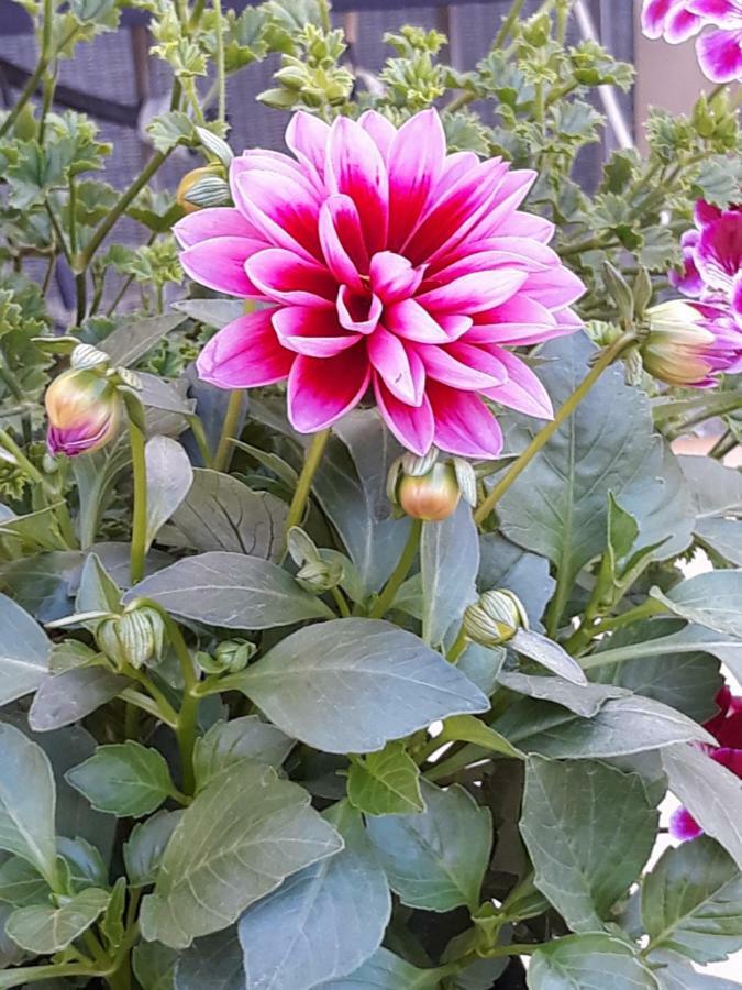 로마 Flowery House 아파트 외부 사진